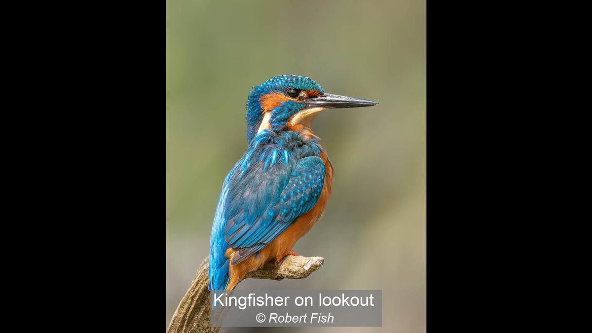 Kingfisher on lookout